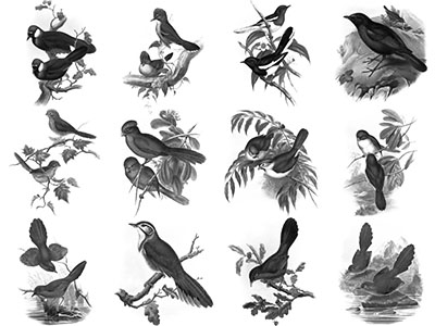 Pinceaux Oiseaux (2)