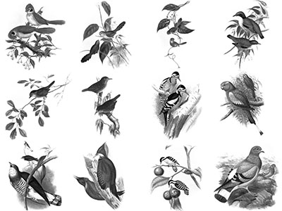 Pinceaux Oiseaux (3)