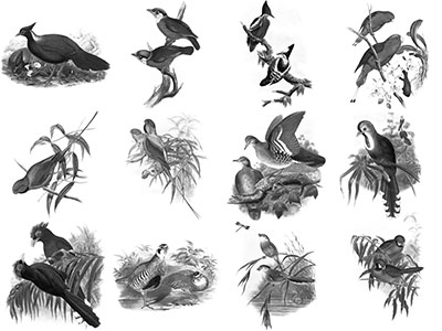 Pinceaux Oiseaux (4)