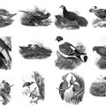Pinceaux Oiseaux (5)