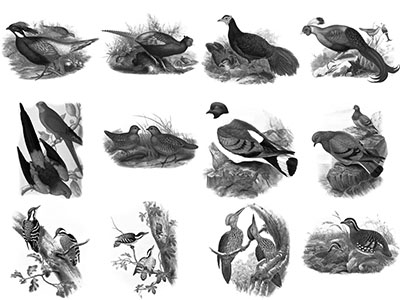 Pinceaux Oiseaux (5)