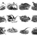 Pinceaux Oiseaux (6)