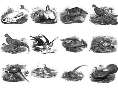 Pinceaux Oiseaux (6)