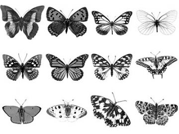 Pinceaux Papillons (1)