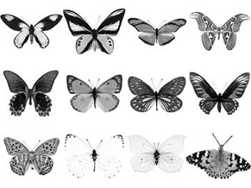 Pinceaux Papillons (2)