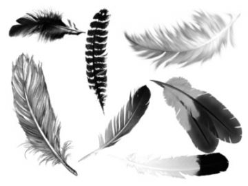 Pinceaux Plumes (1)