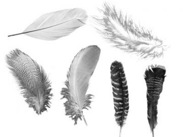 Pinceaux Plumes (2)