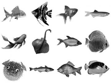 Pinceaux : Poissons (1) Pinceaux Poissons (1)