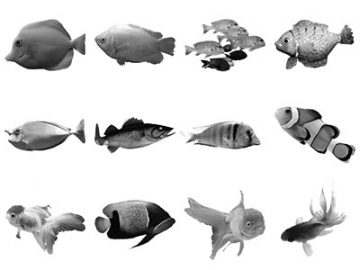 Pinceaux : Poissons (2) Pinceaux Poissons (2)