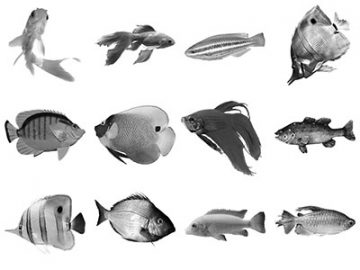 Pinceaux : Poissons (4) Pinceaux Poissons (4)
