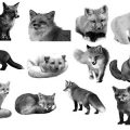 Pinceaux Renards (1)