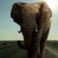Photomontage, intégrer un éléphant sur une route