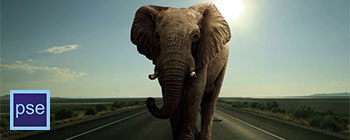 Photomontage, intégrer un éléphant sur une route