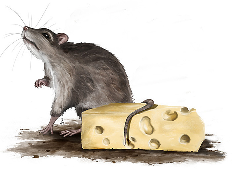 Le rat et le fromage - HélèneM