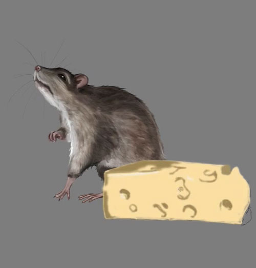 Rat fromage 21
