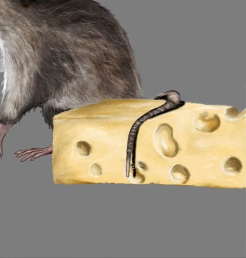 Rat fromage 27