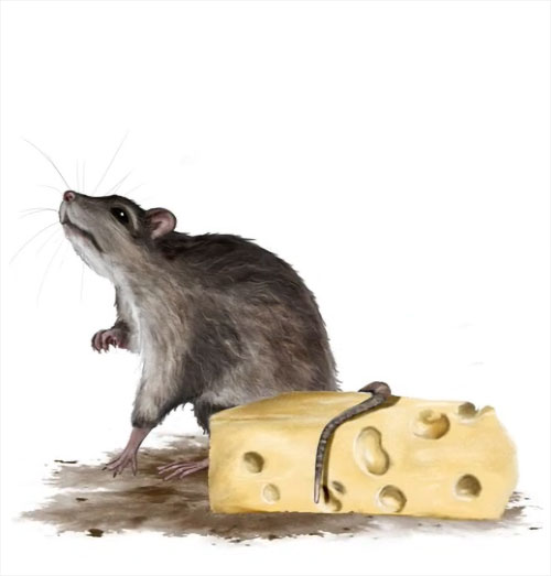 Rat fromage 29