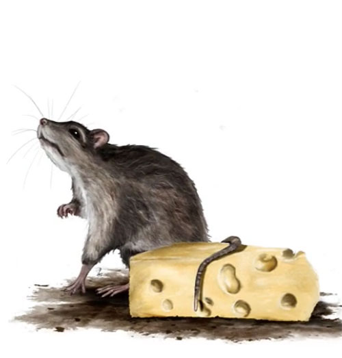 Rat fromage 30