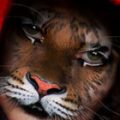 Retouche peinture, femme-tigre (Furry Art)
