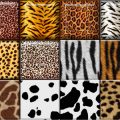 Styles Safari (02)