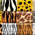 Styles Safari